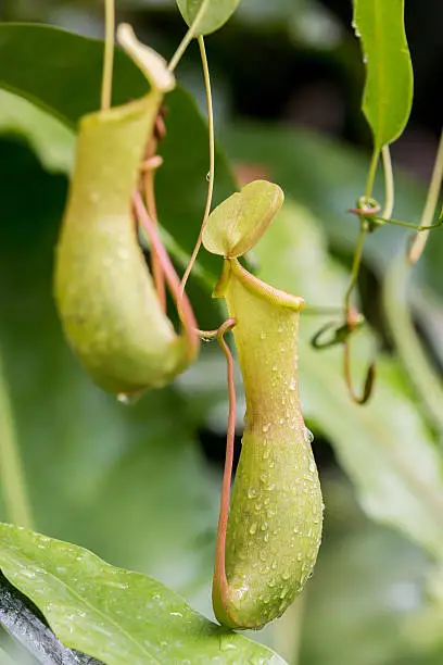 green Nepenthes