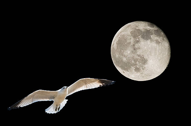 Moon and Seagull stock photo