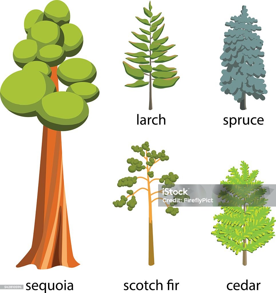 Conjunto de iconos de árbol-Coniferous árboles ilustración dibujo animado - arte vectorial de Secoya libre de derechos