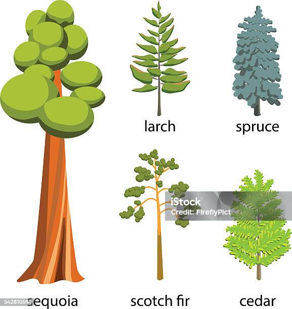 Ilustración de Conjunto De Iconos De Árbolconiferous Árboles Ilustración Dibujo Animado y más Vectores Libres de Derechos de Secoya