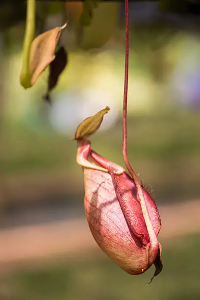 Nepenthes