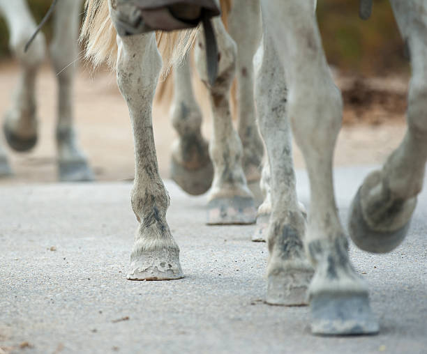 istock Horse hooves close up 542811886