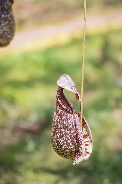 Nepenthes