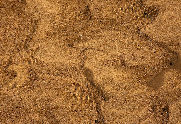 istock Photo of sandy river bottom 542812510