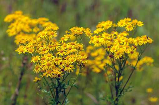 Closeup of yellow blooming tansy ragwort or Jacobaea vulgaris wild flowers in their own habitat. It is a sunny day in the summer season.