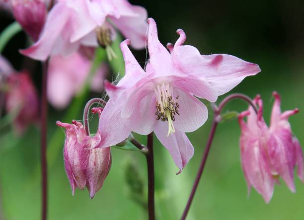istock Purple flowers,Aquilegia 542814358