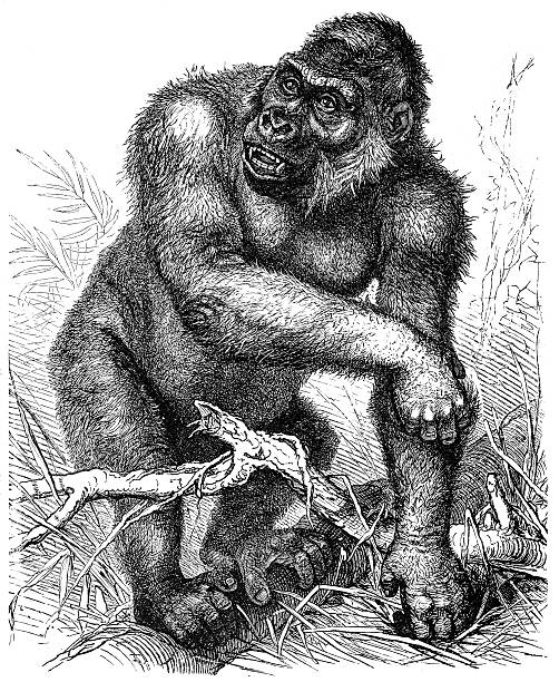 западная горилла (горилла горилла - gorilla west monkey wildlife stock illustrations