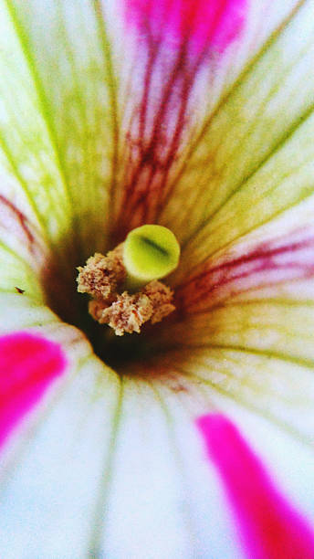 istock The eye of flowers 542814914