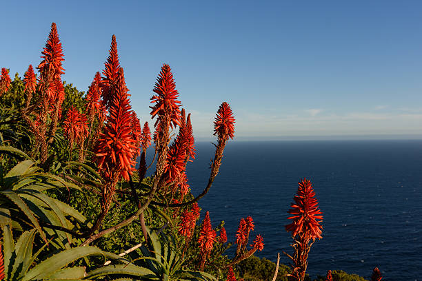 flowers near cape of good hope - south africa africa cape of good hope cape town imagens e fotografias de stock