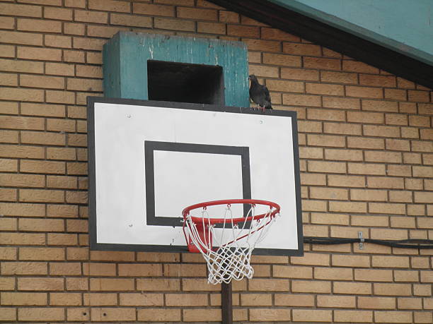 istock Pigeon walking on the basketball board 542816004