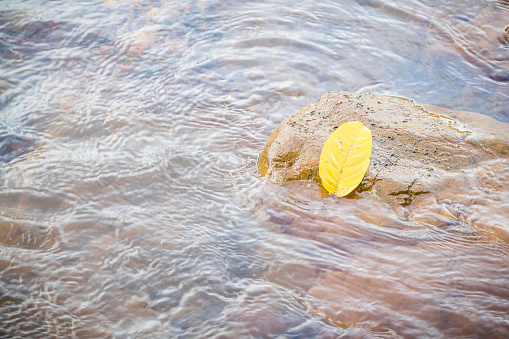 Yellow leaf on the stones in the river
