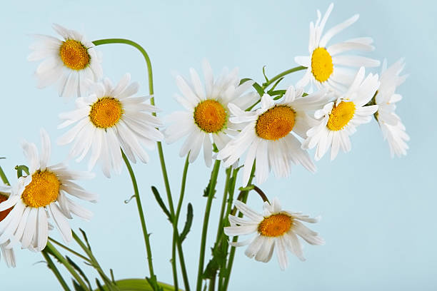 istock Beautiful daisies bouquet at blue background 542816974