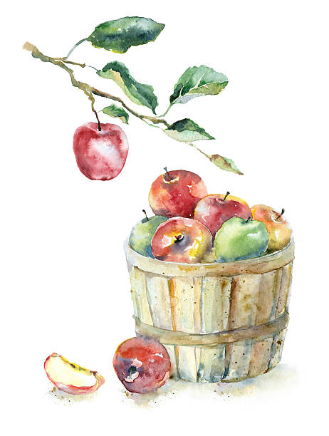 워터컬러 사과들 바스켓에 담으십시오. - basket apple wicker fruit stock illustrations