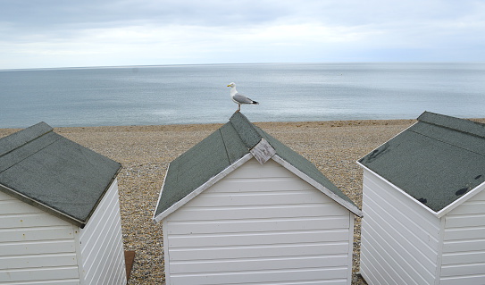 Beach huts with gull in Seaton, Devon