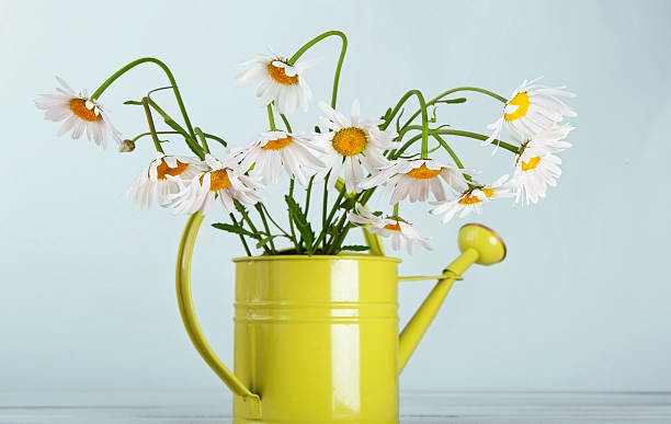 istock Beautiful daisies bouquet in green watering can 542818446
