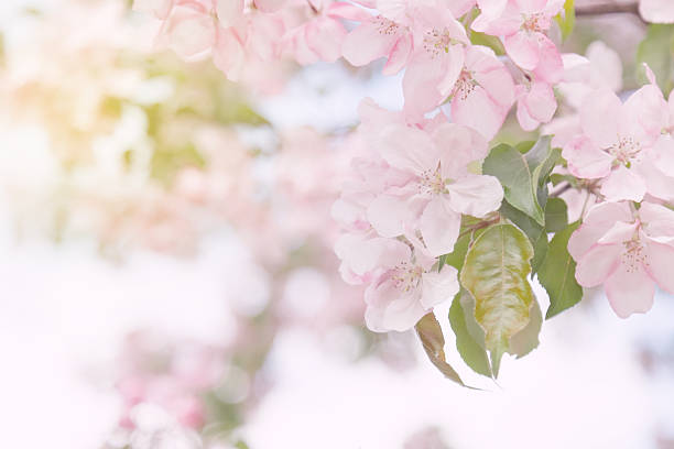 spring blooming apple tree stock photo