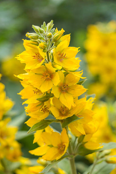 istock Idyllic Summer Meadow wildflowers -  Yellow Lysimachia punctata 542819984