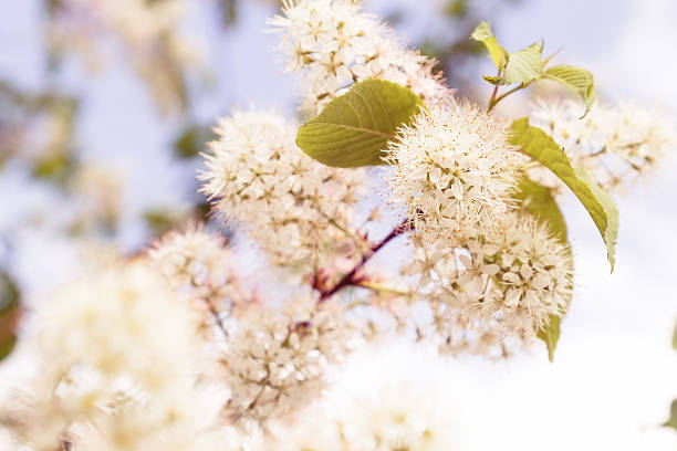 spring blooming tree stock photo