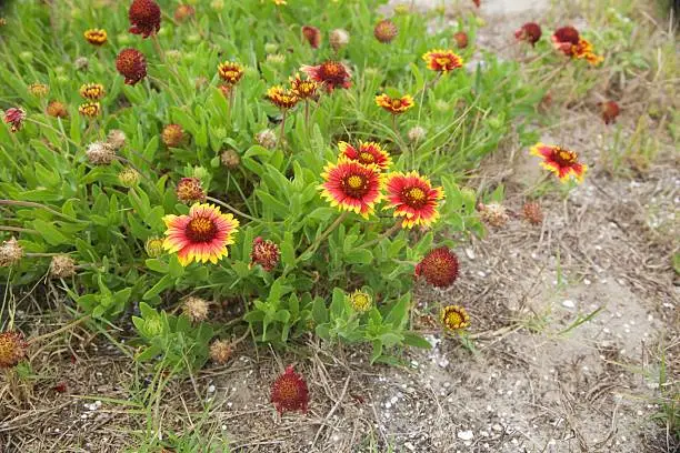 These are Blanketflowers (Gaillardia pulchella) at the Guana Tolomato Matanzas National Estuarine Research Reserve (GTM Research Reserve) in Ponte Vedra Beach, FL.  They are also known as: firewheel, Indian blanket, Indian blanketflower and sundance.