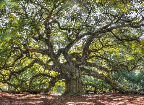 Árbol de roble angular de Carolina del Sur photo
