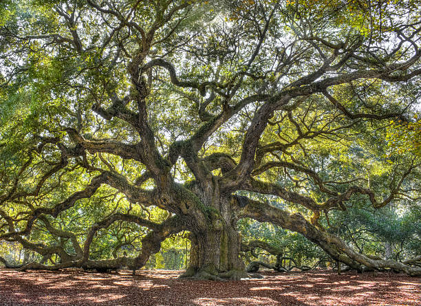 Angle Oak Tree of South Carolina The large 1500 year old tree with branches growing in every different direction.   southern usa stock pictures, royalty-free photos & images
