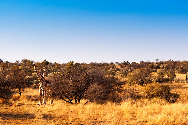 istock Two giraffes in the Savannah, in Namibia 542821190