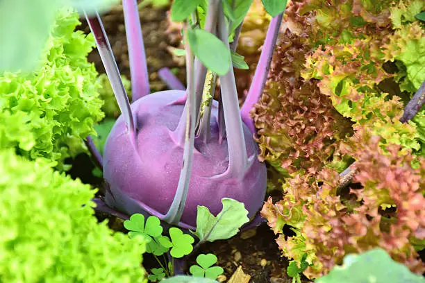 Blue Kohlrabi (stem cabbage; turnip cabbage; Brassica oleracea gongylodes) with salad in kitchen garden