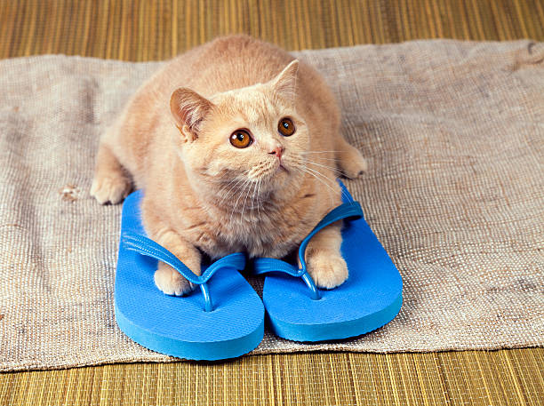 istock Cat wearing flip-flop sandals lying on grunge sackcloth 542821606