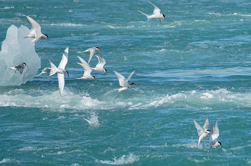 A flock of artic terns, a pretty  Icelandic bird, in a feeding frenzy as they spot a school of fish in glacial waters. They swoop and dive down to catch their prey.