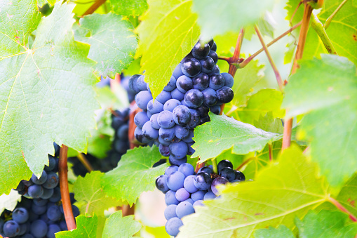 vineyards plant in  august day. Mediterranean France