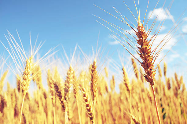 istock Golden wheat field in the summer 542822776