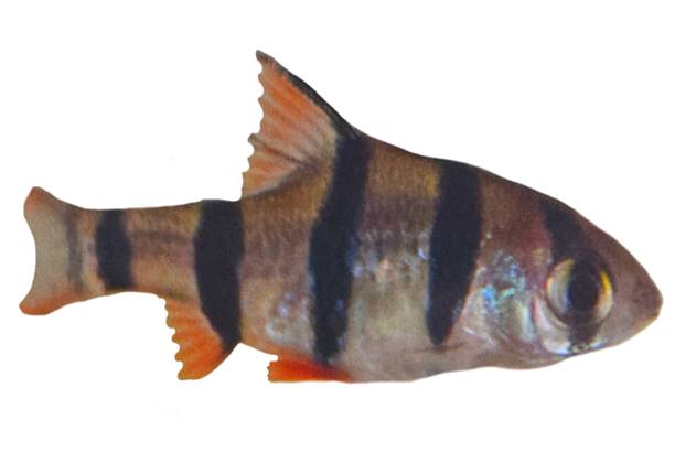istock tiger barb striped tropical fish isolated white background cute black 542823402