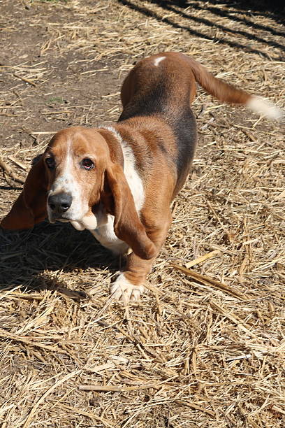 istock Perry the Basset Hound 542823420