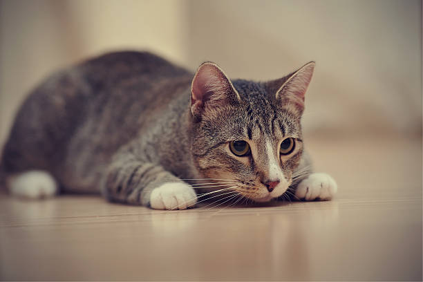 istock Domestic striped cat with white paws 542823714