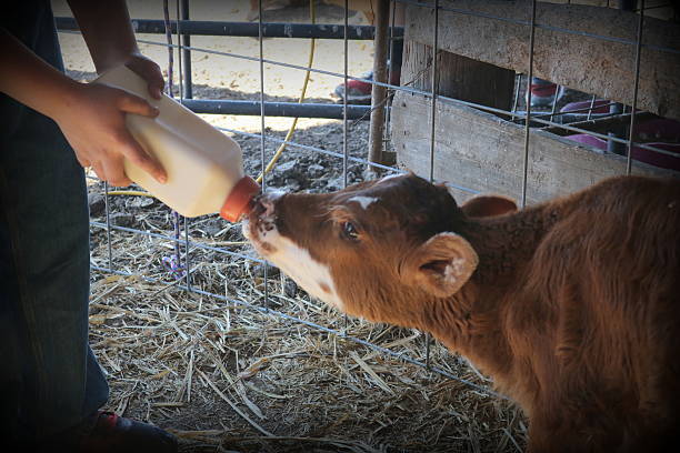 istock Newborn Calf being bottle fed 542823758