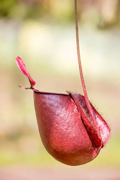 Nepenthes