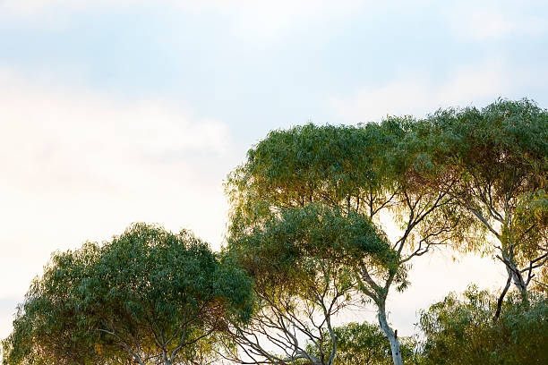 Eucalyptus tree in morning sun, beautiful nature background with copy space, Australia, full frame horizontal composition