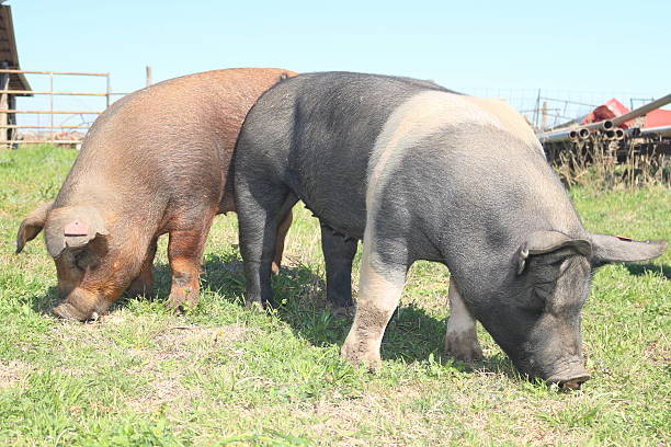 istock PorkChop and JimmieDean 542824792