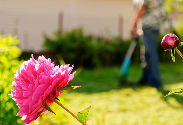 istock Cutting the grass in the garden 542825008