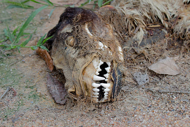 istock Decaying dog in the desert 542825868