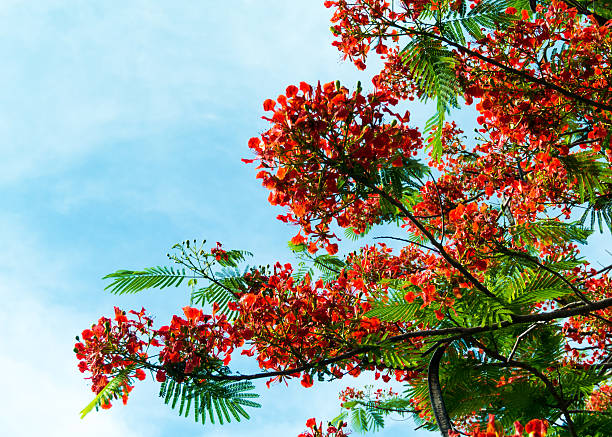 istock Royal Poinciana flower blooming 542826148