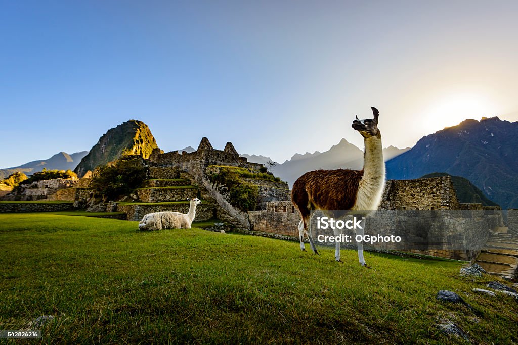 Lamas au premier feu de signalisation au Machu Picchu, au Pérou - Photo de Pérou libre de droits