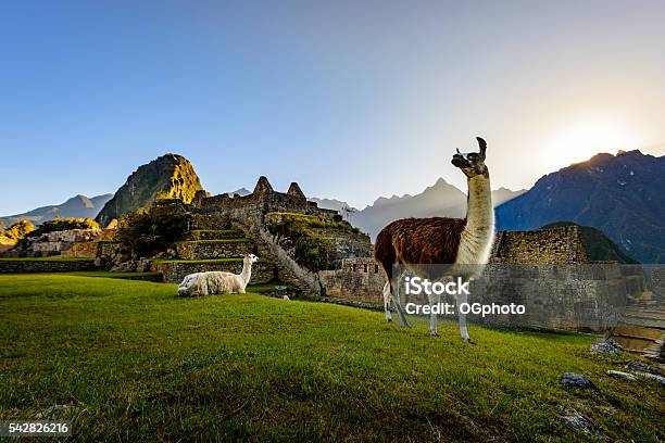 Photo libre de droit de Lamas Au Premier Feu De Signalisation Au Machu Picchu Au Pérou banque d'images et plus d'images libres de droit de Pérou