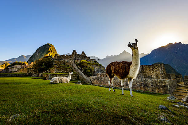 Llamas at first light at Machu Picchu, Peru Llamas resting on a terrace during the first light on the ruins of the Incan city of Machu Picchu, Peru. peru photos stock pictures, royalty-free photos & images