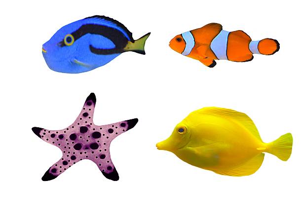 istock tropical fish set breeds types isolated white background 542826296