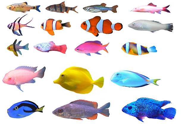 istock tropical fish set breeds types isolated white background 542826446