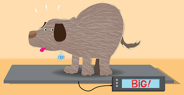Overweight Dog On An Animal Weight Scale Stock Illustration - Download  Image Now - Dog, Dog Tag, Overweight - iStock