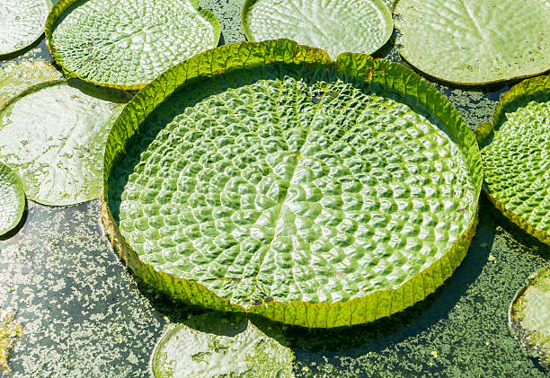 istock Huge floating lotus,Giant Amazon water lily,Victoria amazonia 542826792