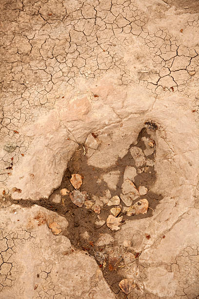 istock Black Mesa Jurassic theropod dinosaur riverbed tracks Oklahoma 542826992