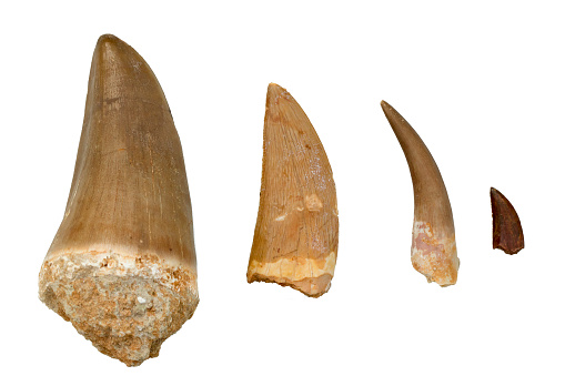 Fossil Dinosaur Teeth - 